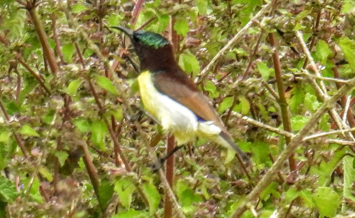 Purple-rumped Sunbird - ML644300368