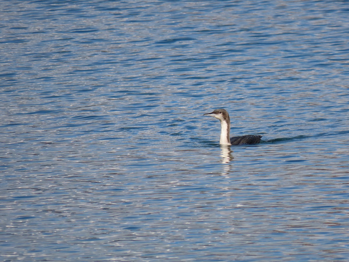 Pacific Loon - ML644300369