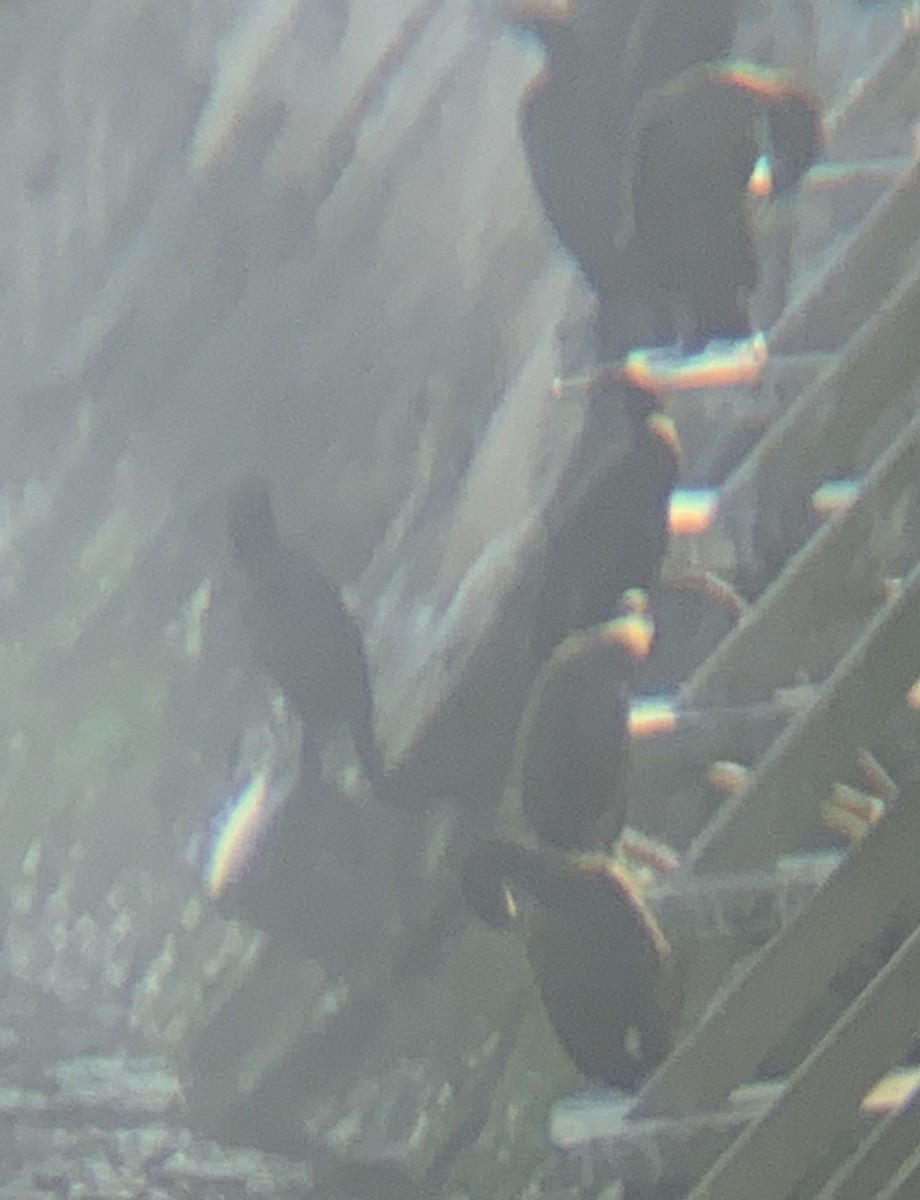 Brandt's Cormorant - ML644300370