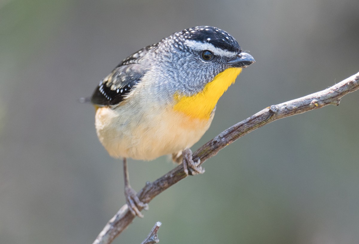 Spotted Pardalote - ML644300371