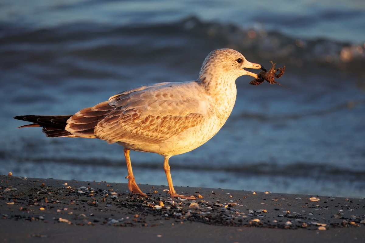 Ring-billed Gull - ML644300372