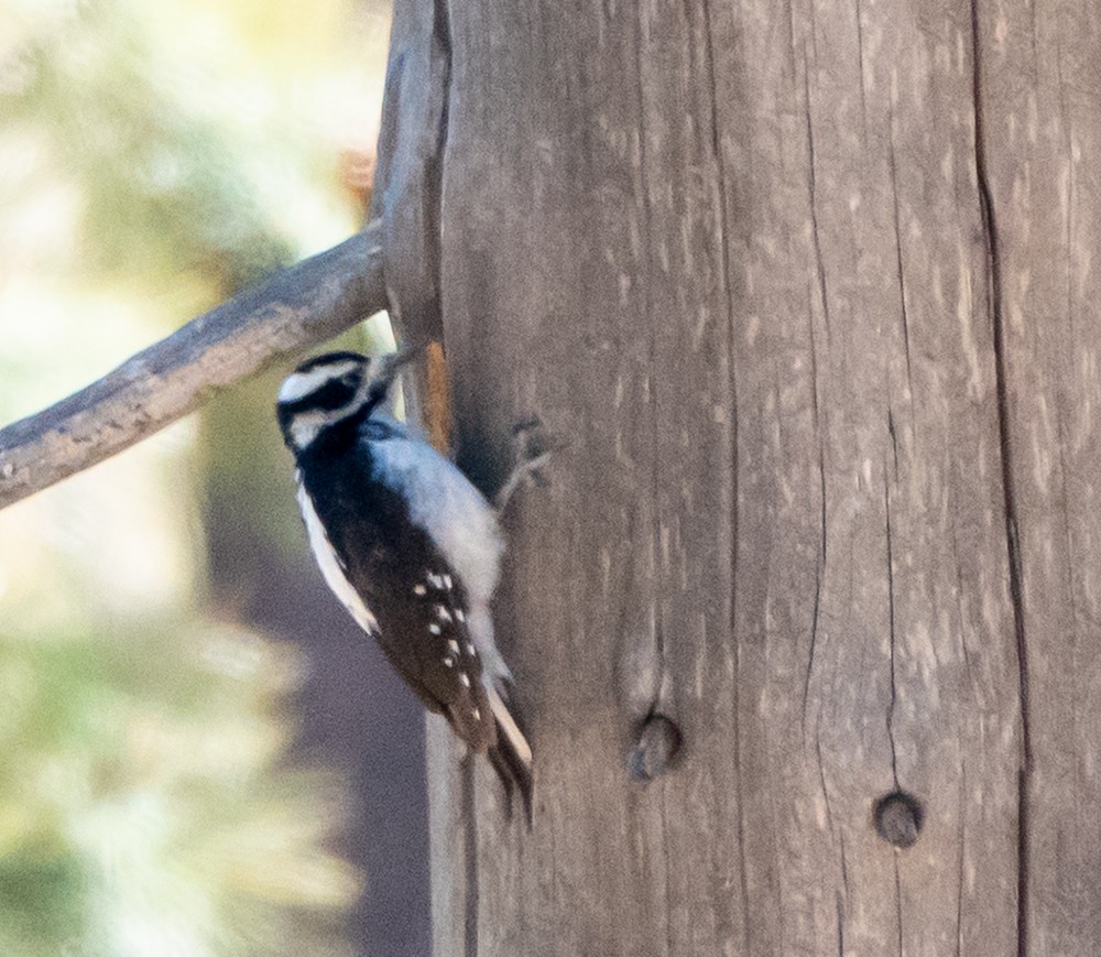 woodpecker sp. - ML644300376