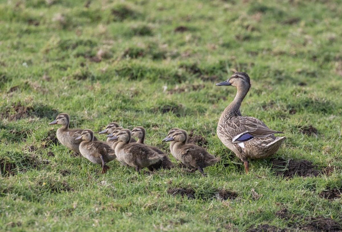 Pacific Black Duck x Mallard (hybrid) - ML644300377