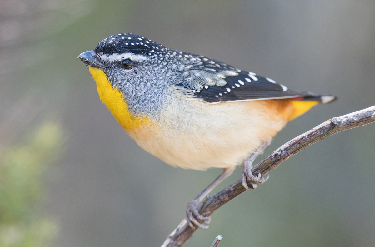 Spotted Pardalote - ML644300378