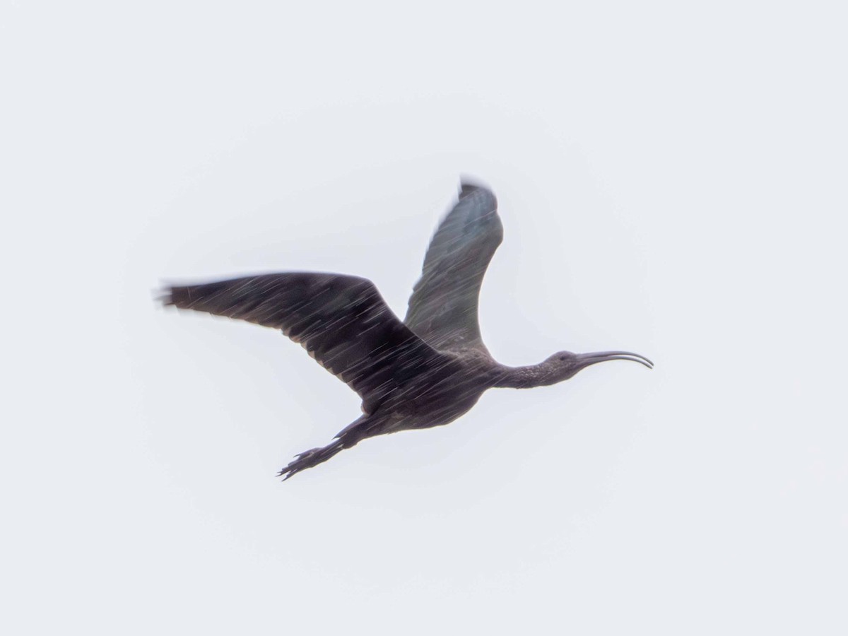 White-faced Ibis - ML644300385
