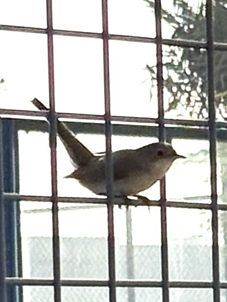 Fauvette de Ménétries - ML644300392