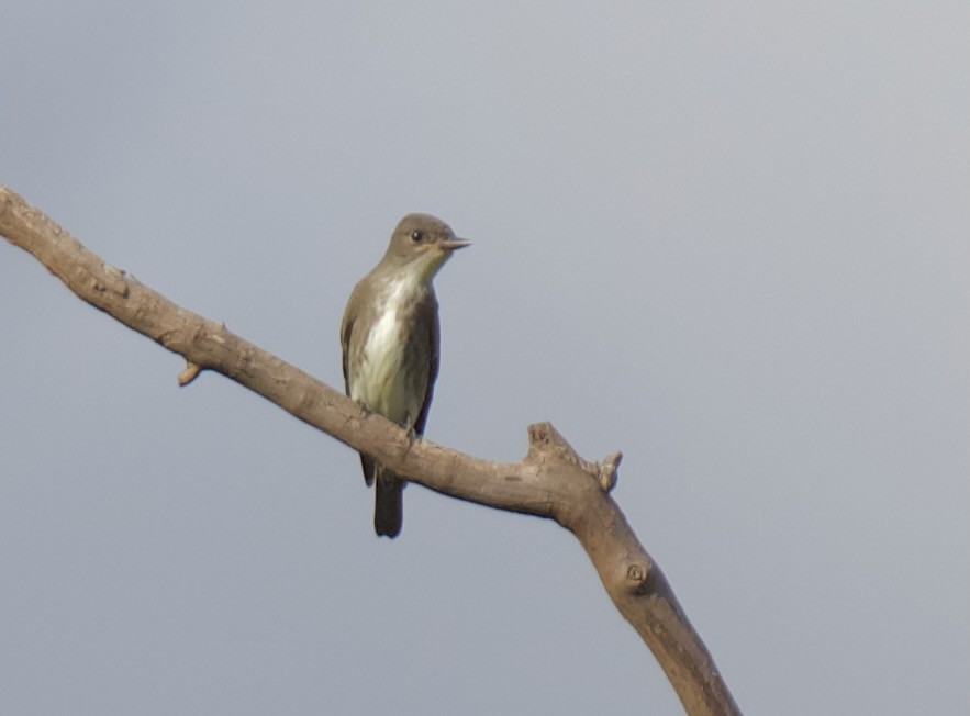 jakkepivi - ML644300395