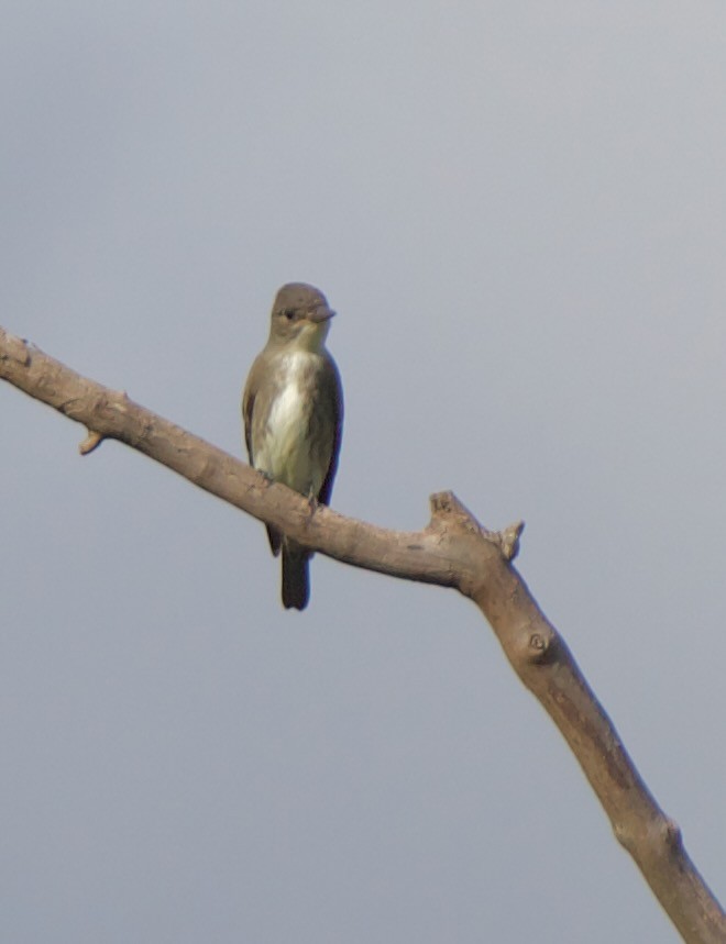 jakkepivi - ML644300396