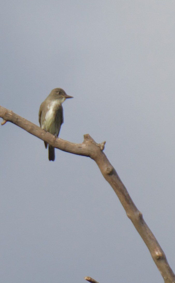 jakkepivi - ML644300397