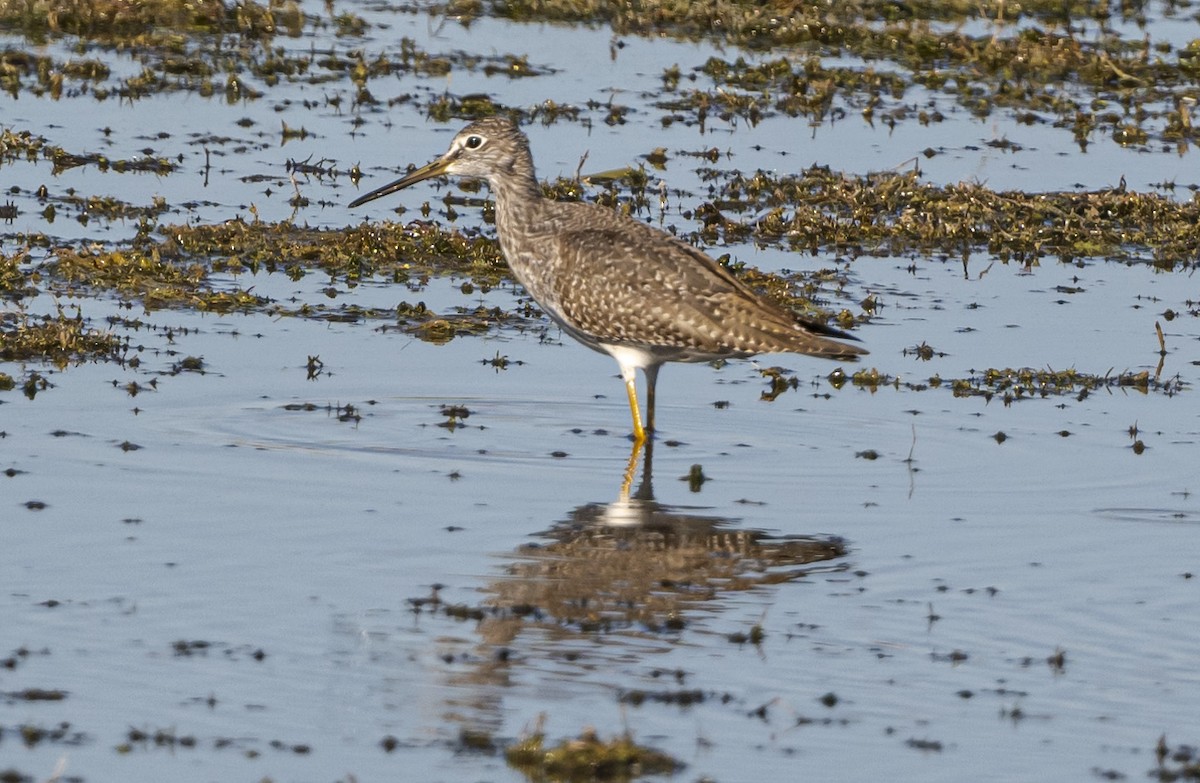 オオキアシシギ - ML644300405