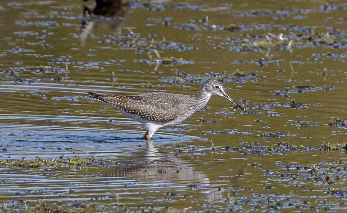 オオキアシシギ - ML644300406