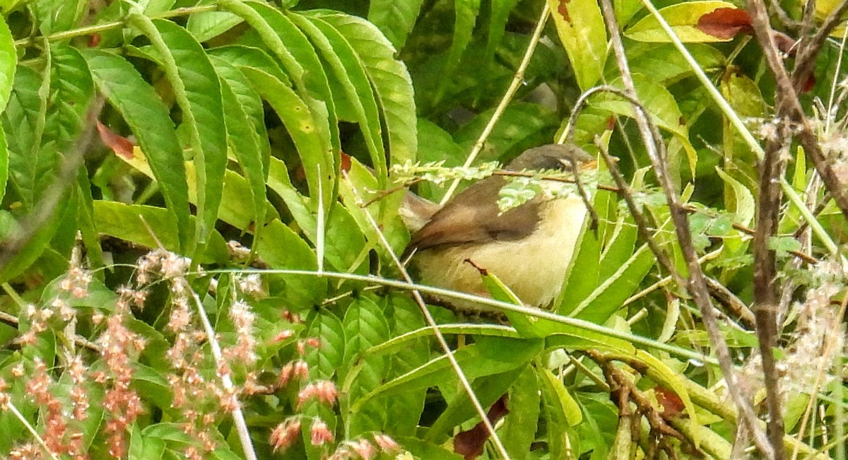 Ashy Prinia - ML644300409
