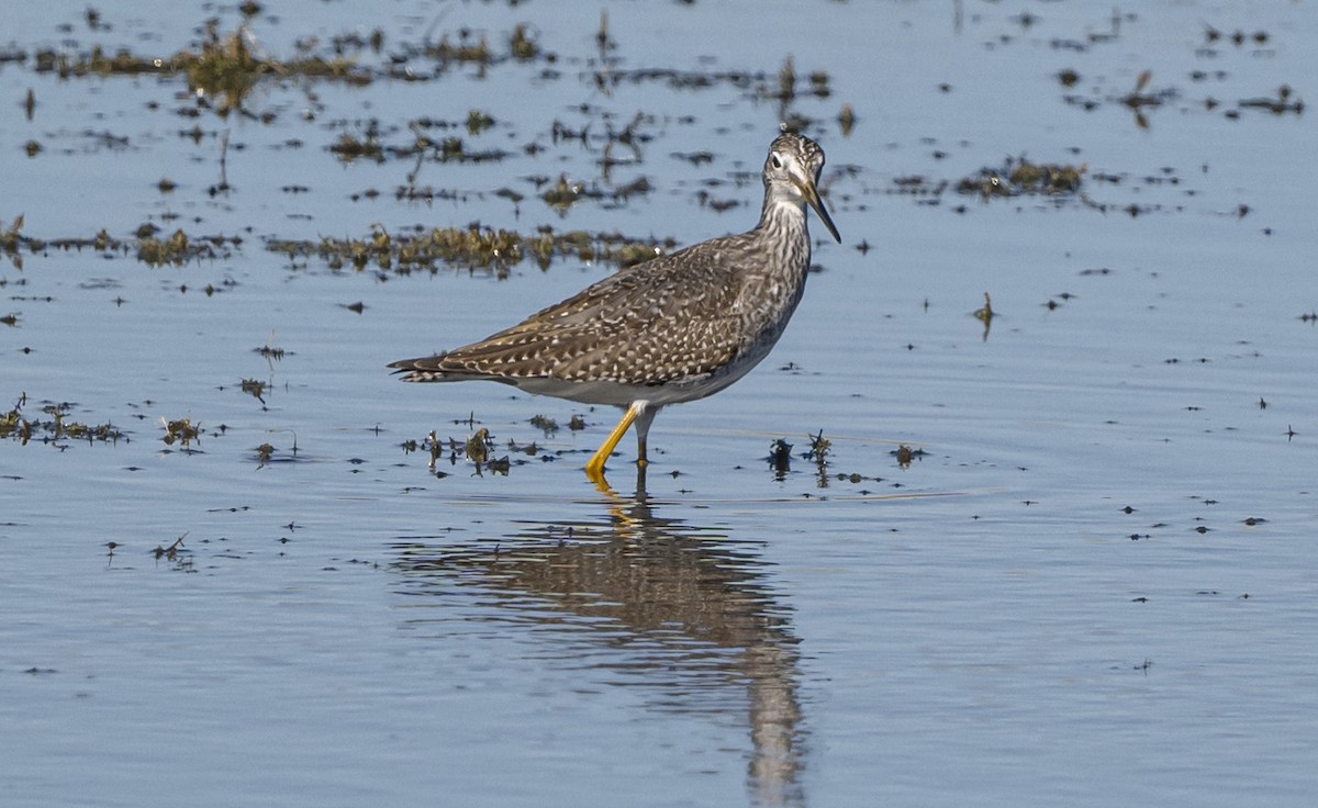 オオキアシシギ - ML644300410