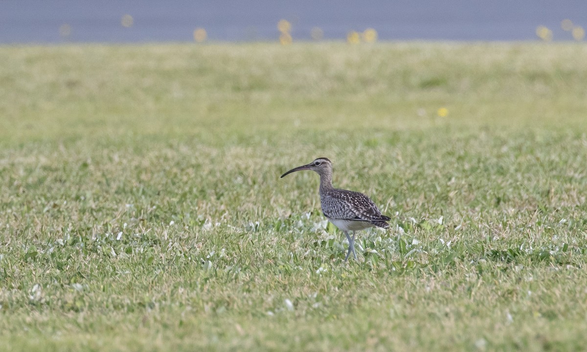 チュウシャクシギ（variegatus/rogachevae） - ML644300411