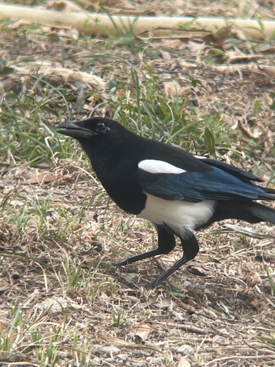 カササギ - ML644300412