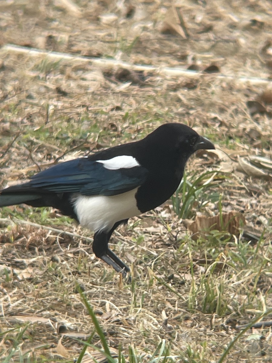 カササギ - ML644300413