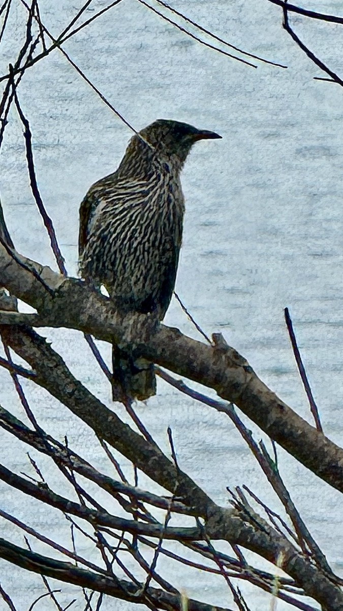 ハイガシラミツスイ - ML644300414