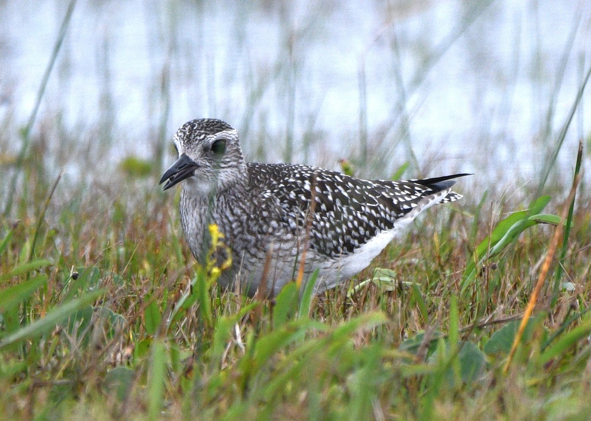 ダイゼン - ML644300415