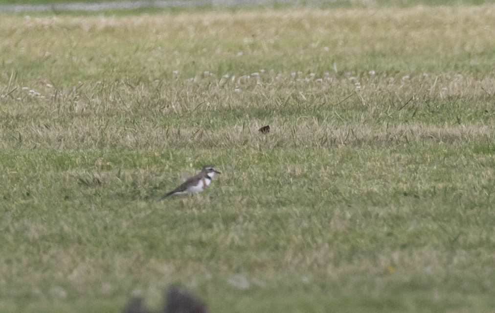 チャオビチドリ - ML644300416