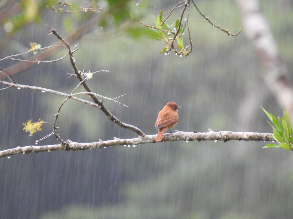 ニッケイカザリドリモドキ - ML644300418