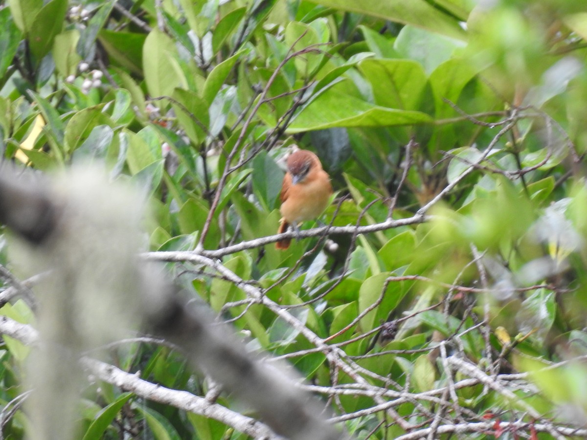 ニッケイカザリドリモドキ - ML644300419