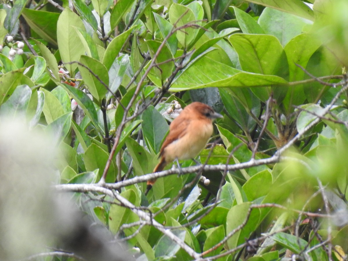 ニッケイカザリドリモドキ - ML644300420