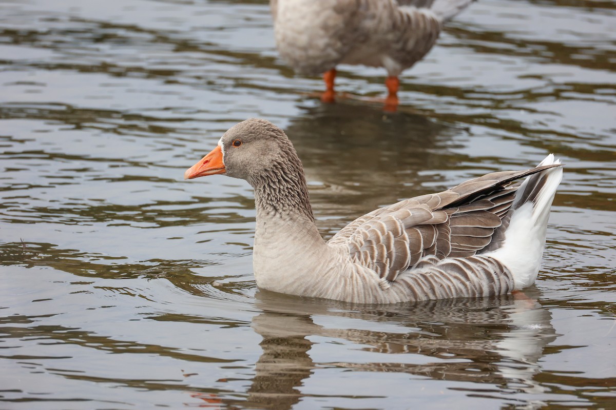 マガン属（家畜） - ML644300421