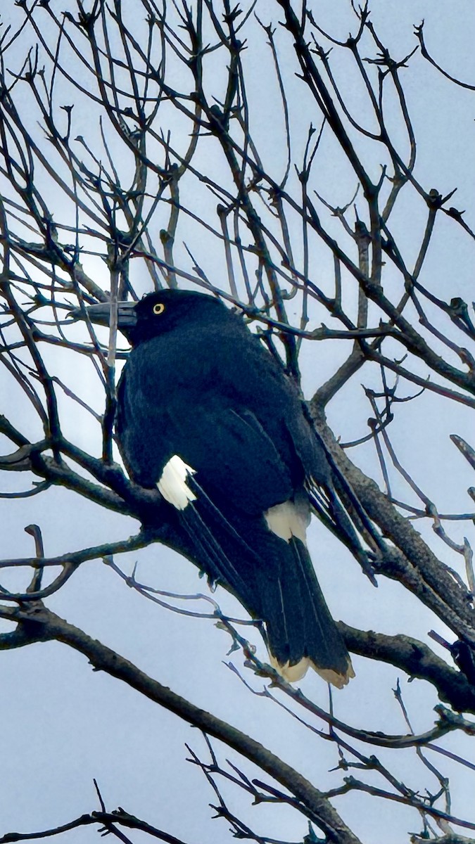 フエガラス - ML644300422