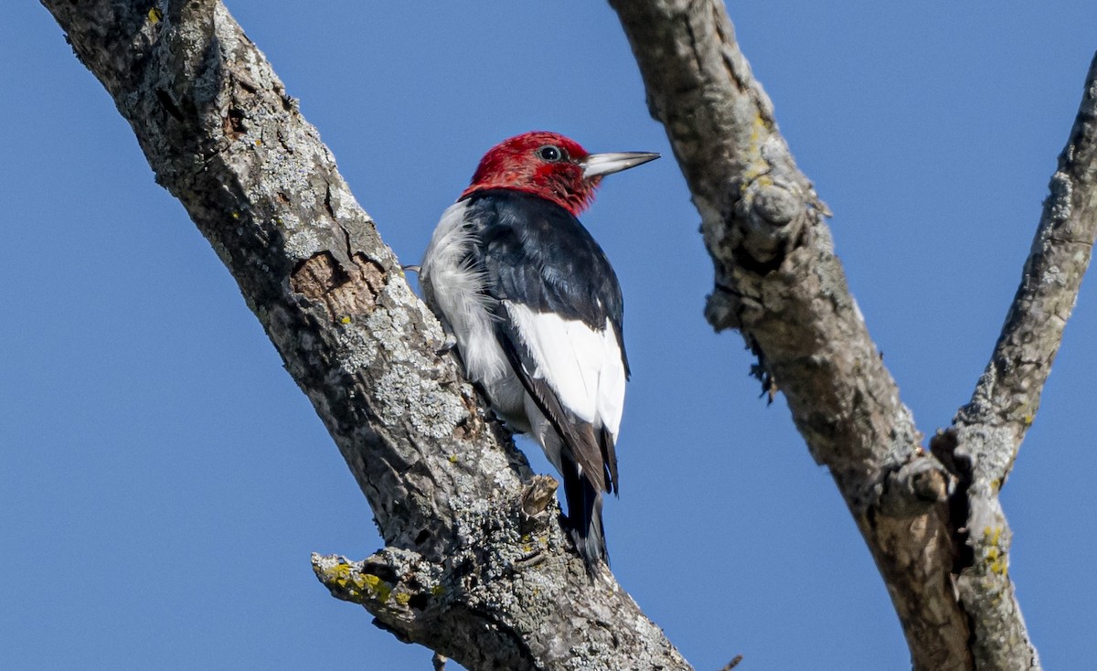 ズアカキツツキ - ML644300423