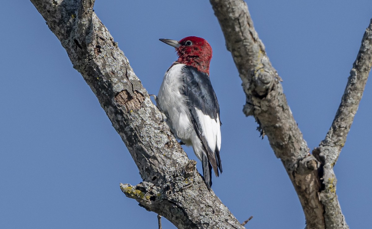 ズアカキツツキ - ML644300424