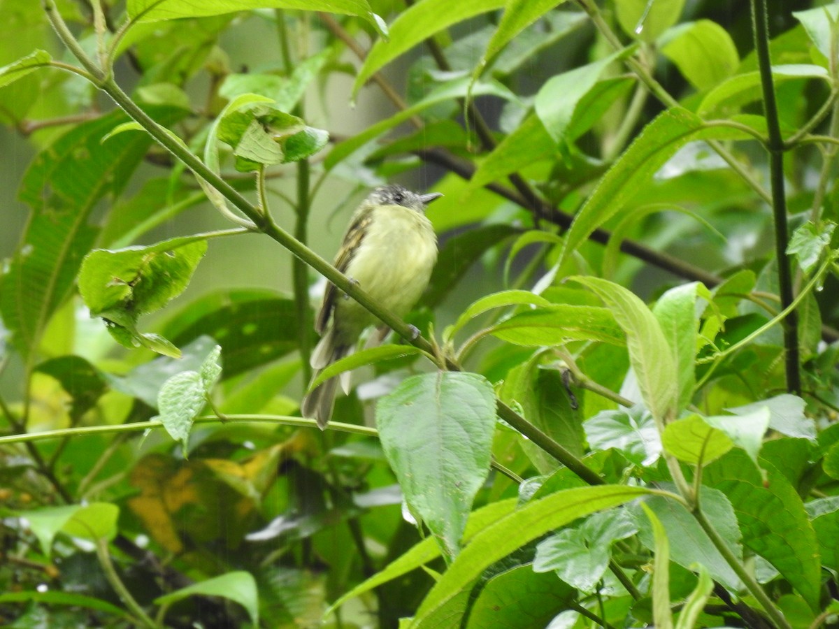 ハシボソハエトリ - ML644300427