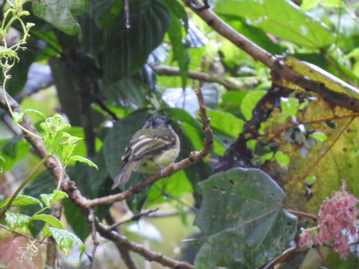 ハシボソハエトリ - ML644300428