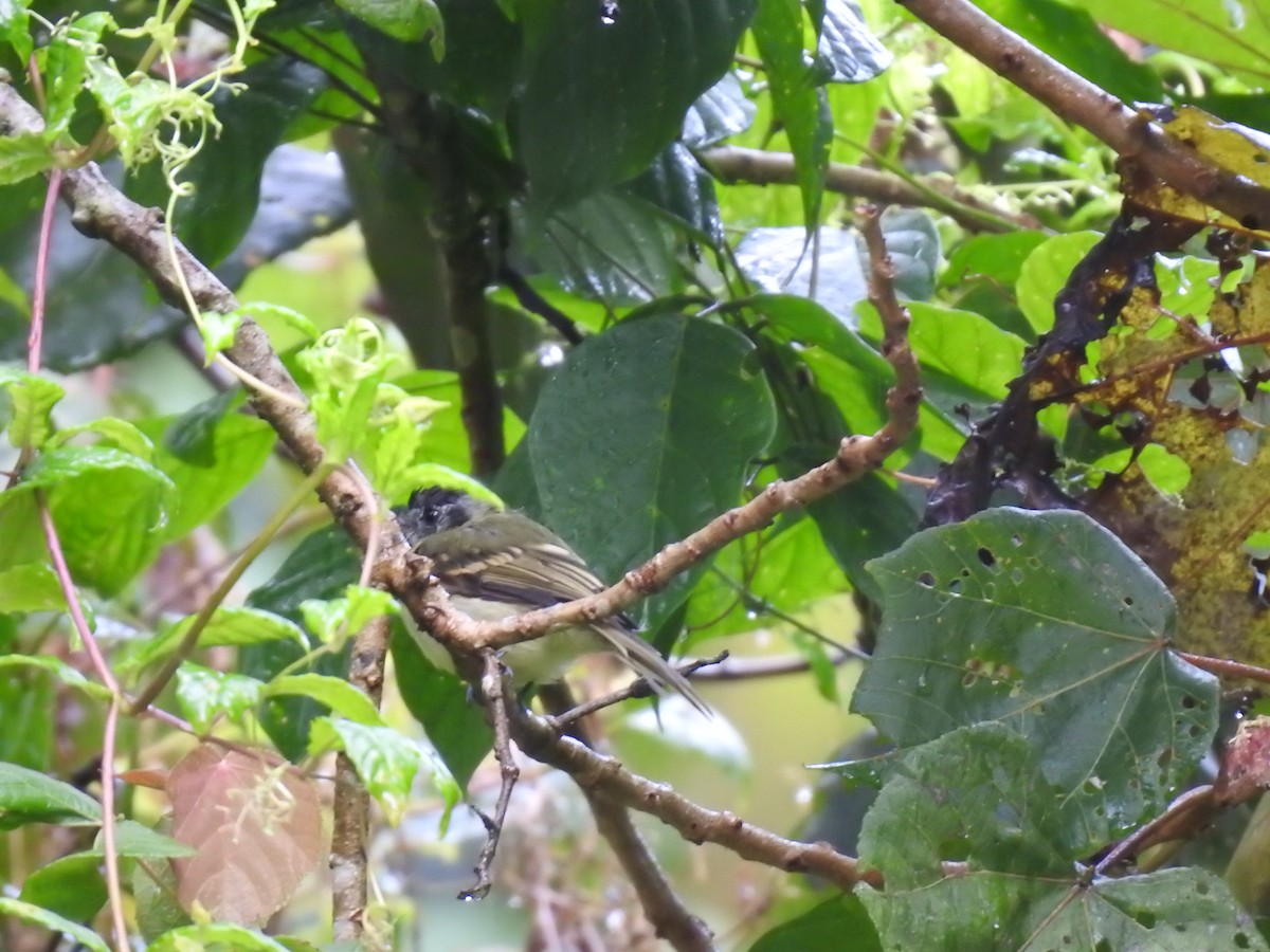 ハシボソハエトリ - ML644300429