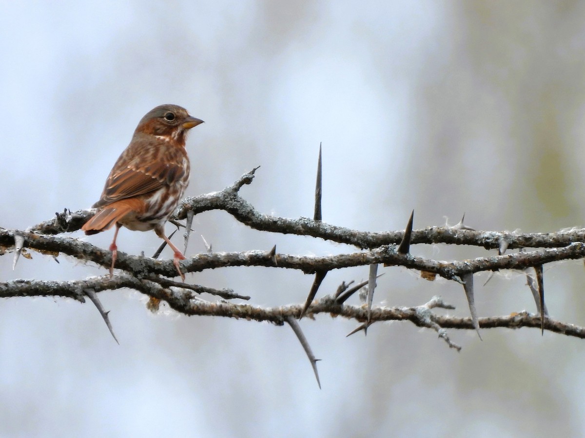 ゴマフスズメ - ML644300430