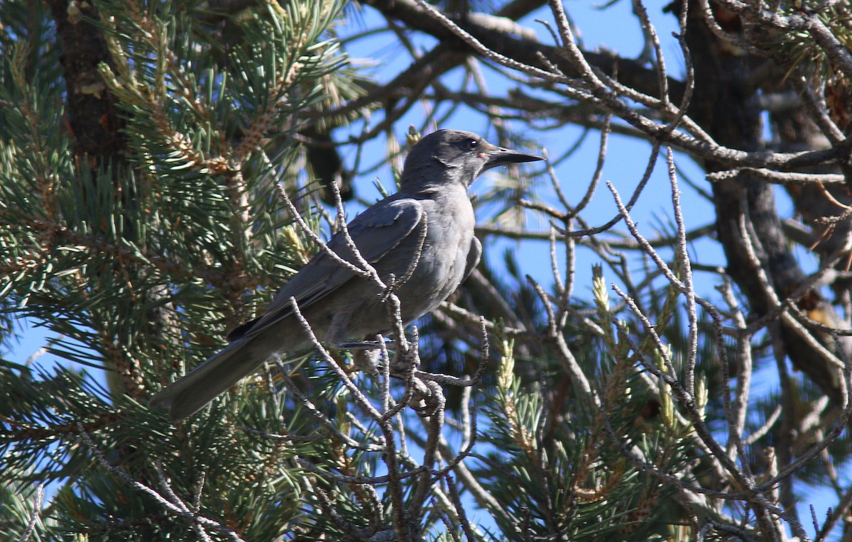 マツカケス - ML644300431