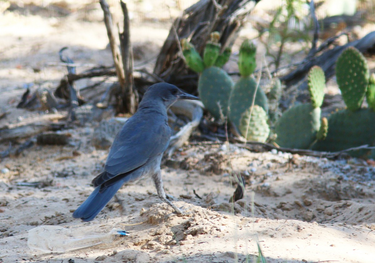 マツカケス - ML644300432