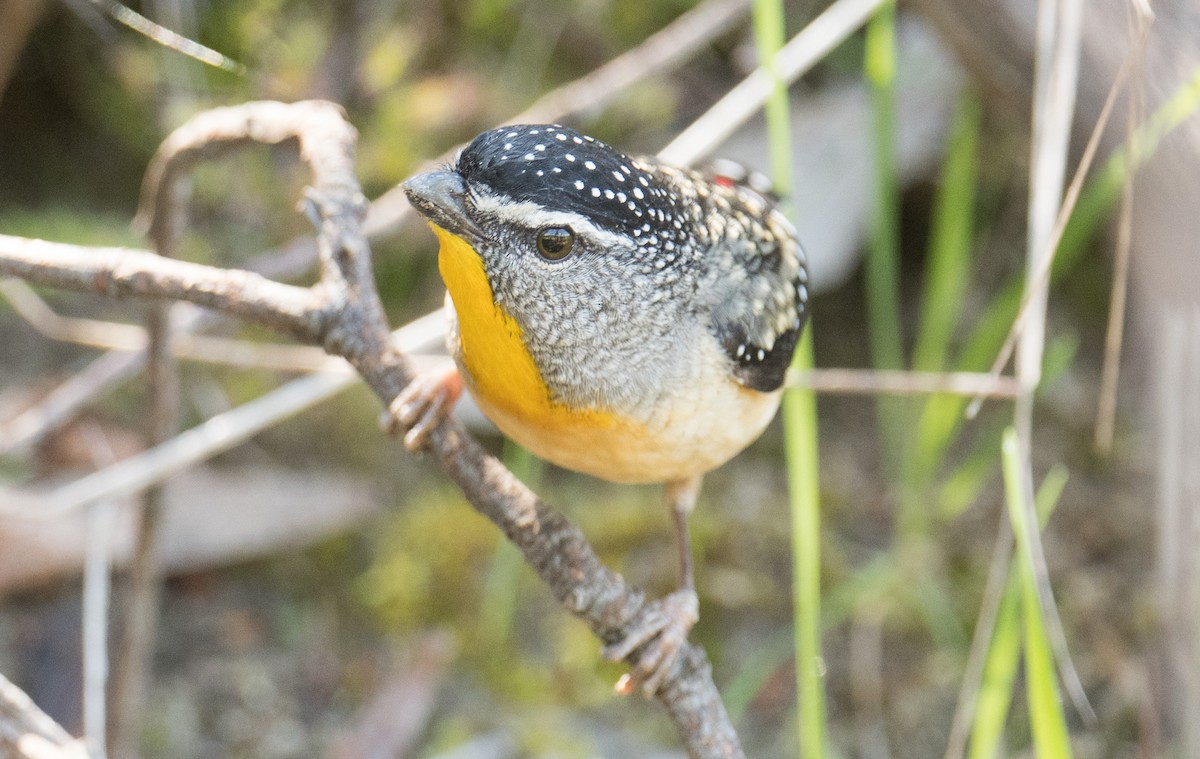 ホウセキドリ - ML644300433