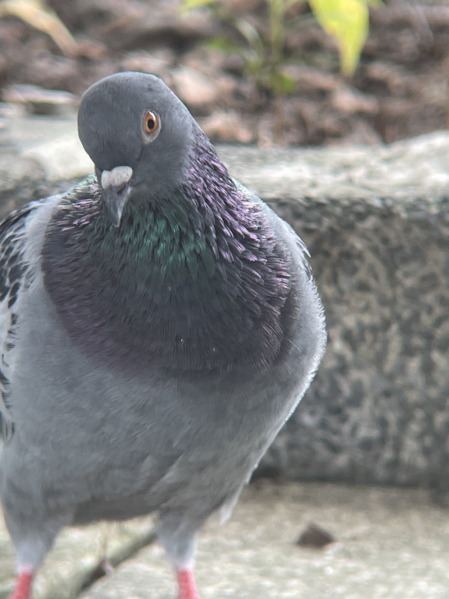 カワラバト（ドバト、家畜型） - ML644300435