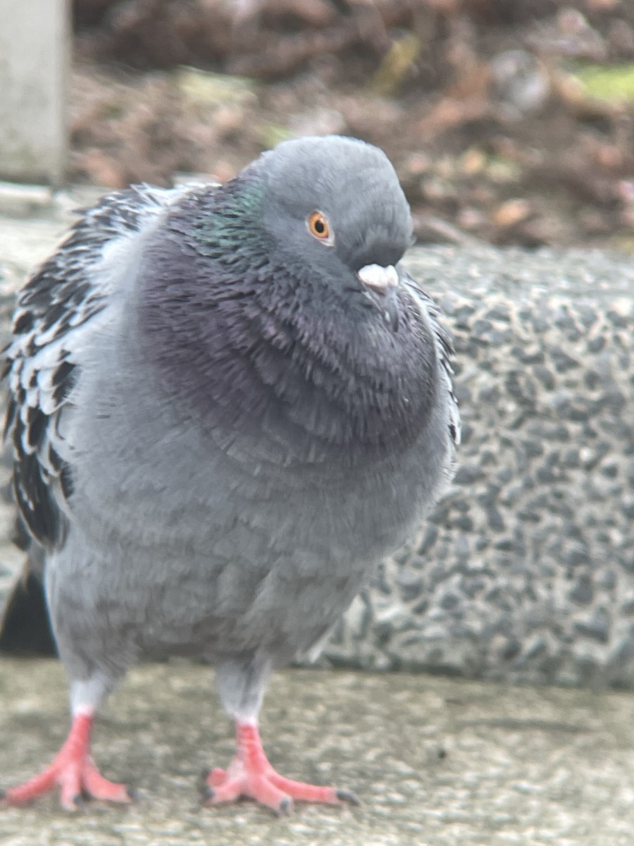 カワラバト（ドバト、家畜型） - ML644300436