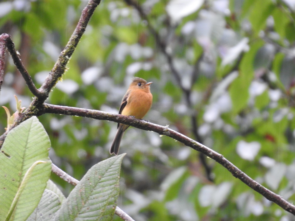 Tufted Flycatcher - ML644300452