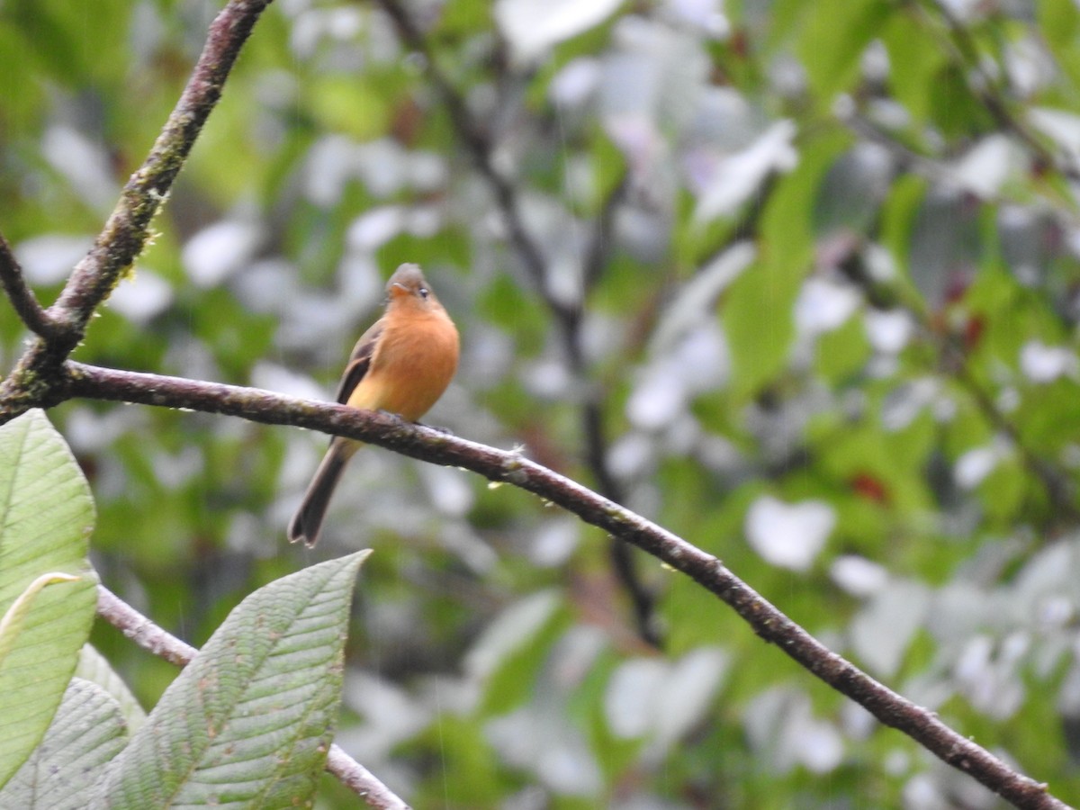 Tufted Flycatcher - ML644300453