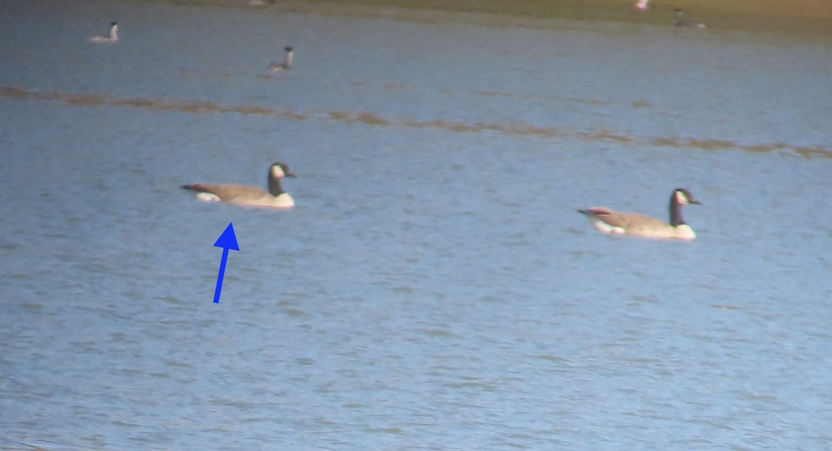 Barnacla Canadiense Chica - ML644300455