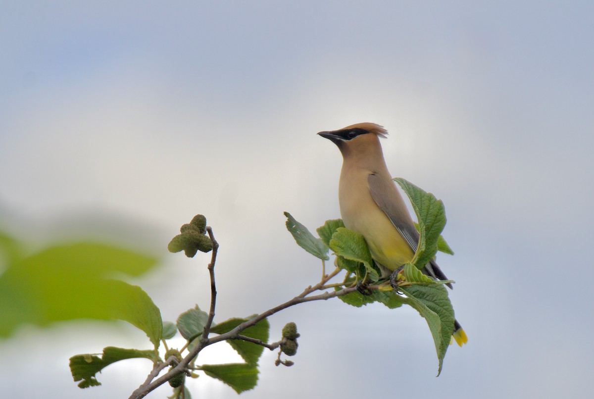 Cedar Waxwing - ML644300456