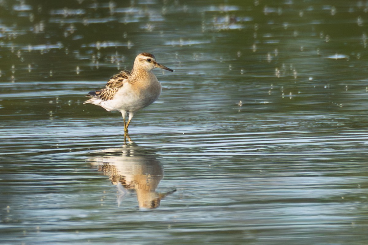 Sharp-tailed Sandpiper - ML644300457