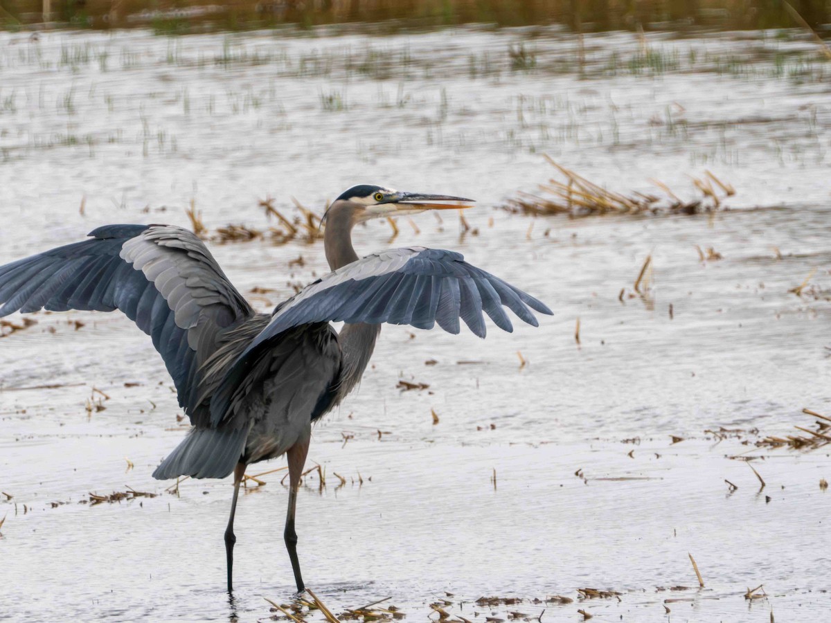 Great Blue Heron - ML644300458