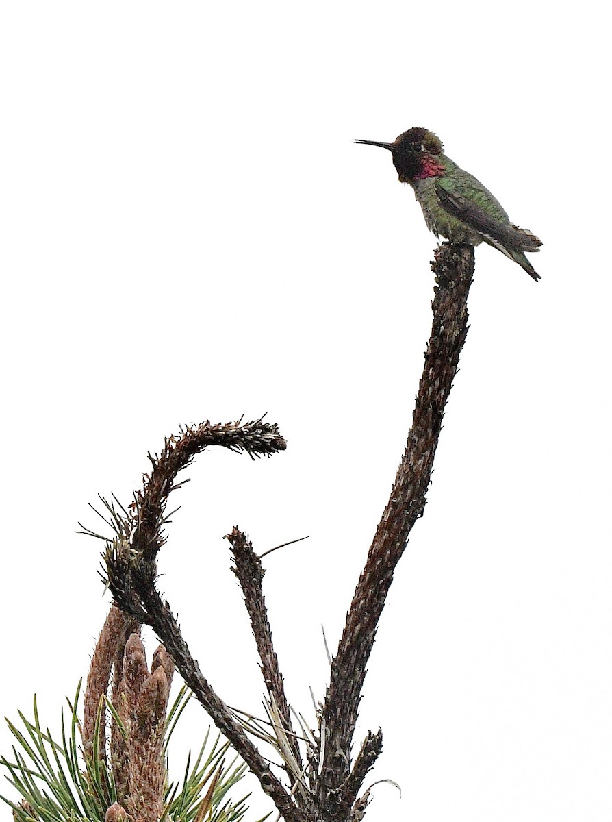 Anna's Hummingbird - ML644300460