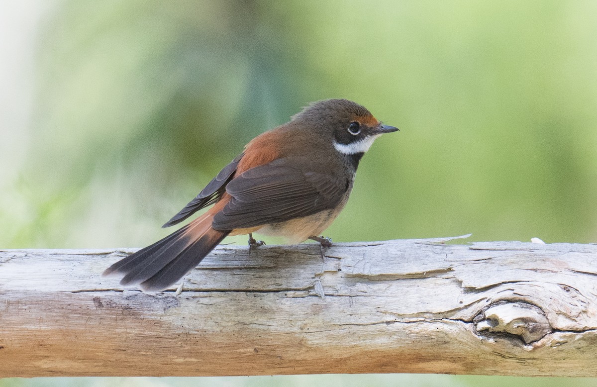 Australian Rufous Fantail - ML644300462