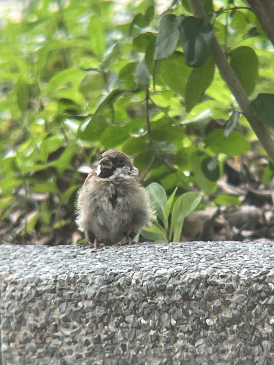 Eurasian Tree Sparrow - ML644300469