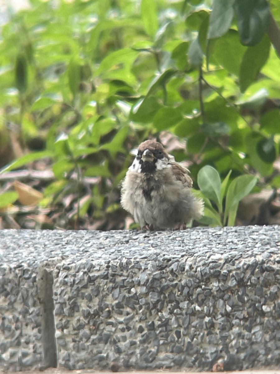 Eurasian Tree Sparrow - ML644300470
