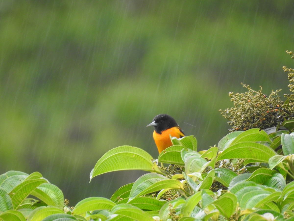 Baltimore Oriole - ML644300471